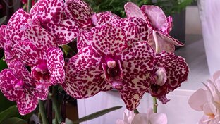 ОБЗОРЫ МОЕЙ КОЛЛЕКЦИИ, ОБЗОРЫ ВСЕХ НОВИНОК