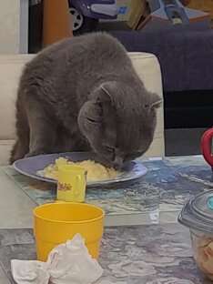 Шотландский вислоухий