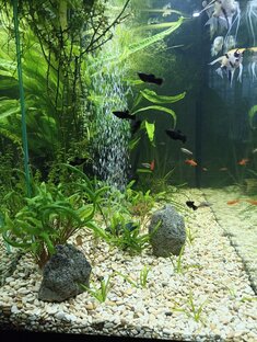 Аквариумистика