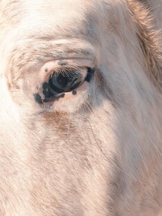 Как помочь приюту?