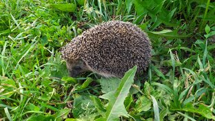 Хорошо в деревне летом... 😉