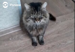 Наш котик Гоша.