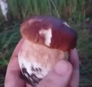 Грибы Ленинградской области