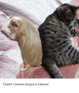 Интересные факты о свинках