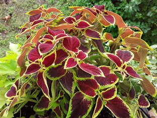 Пёстрики колеусы