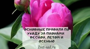 Как ухаживать за пионами
