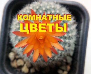 КОМНАТНЫЕ ЦВЕТЫ