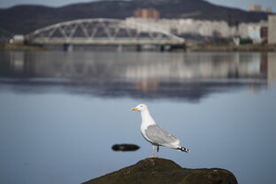 Вести с полей