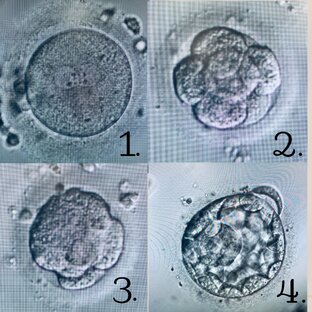 Как зарождается чудо