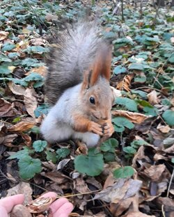 Видео из жизни белок