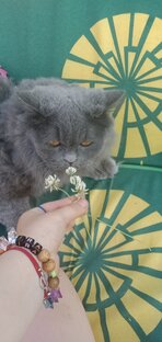 КИС