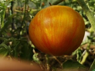 Томатомания.