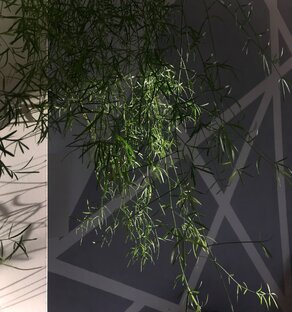 Цветочное царство