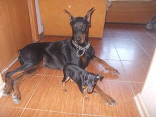 Около-ветеринарные размышления