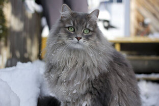 Сибирская кошка