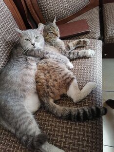 Кошачье царство нашего дома 