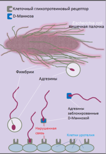 Escherichia coli что это у мужчин. Кишечная палочка в мочевом пузыре. Микроорганизмы Escherichia coli в моче. Адгезия кишечной палочки.