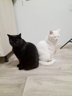 Дзен Шкода КОТавия статистика