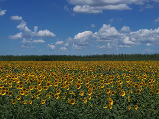 Дзен Е. статистика