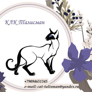 Статистика Дзен Клуб любителей кошек "Талисман"