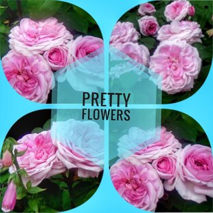 Дзен Pretty Flowers статистика