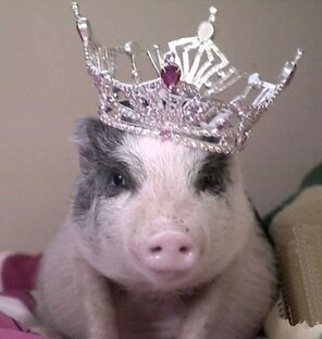 Дзен Королева Свиней статистика