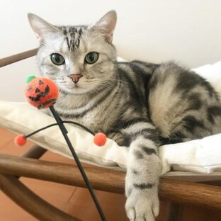 Дзен Alexia Harell статистика