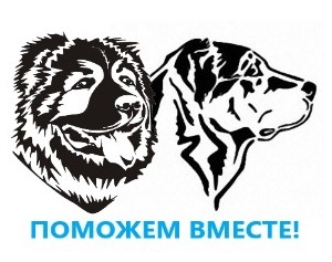 Статистика Дзен Поможем вместе 39