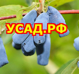 Статистика Дзен УСАД.РФ