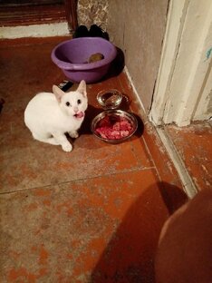 Дзен Виктор Попов статистика