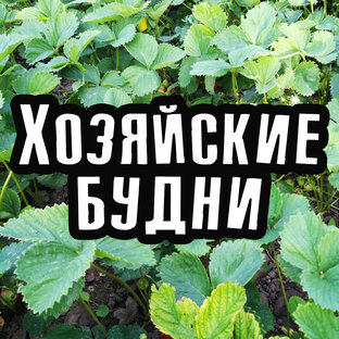 Дзен Хозяйские будни статистика