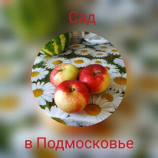Статистика Дзен Сад в Подмосковье, Александр
