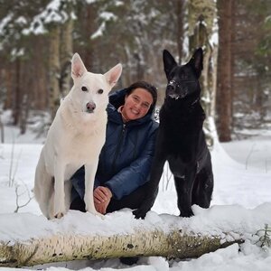 Статистика Дзен Dogtrening