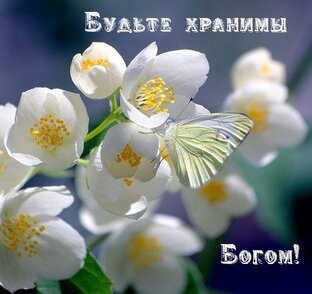 Статистика Дзен Светлана Девяткова лайф
