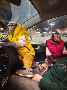 Статистика Дзен Monkey Pride