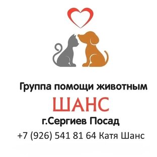 Статистика Дзен ДОМ ХВОСТИКОВ "ШАНС"