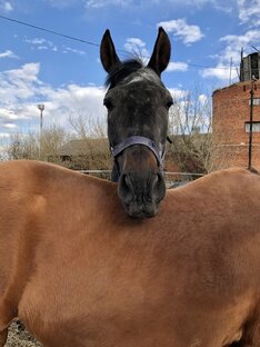 Статистика Дзен Лошадки для души | Horses for soul