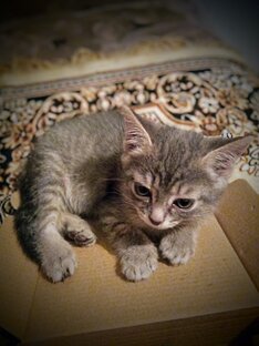 Дзен 🐱‍👤 НОЛИК 🐱‍👤 статистика