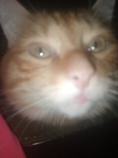 Дзен Мелон(оригинал) статистика