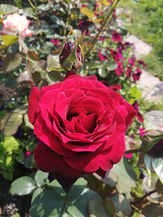 Королевы моего сада