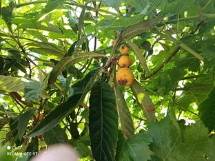 Дары Крымской земли