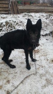 Юлай,забытый в чаще леса, специально или нарочно