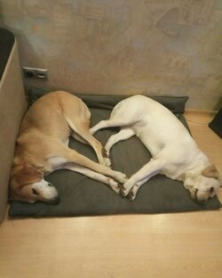 Мои смешные девчонки