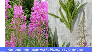 Чай правильный