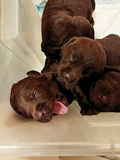 Как выходить щенка/котенка без мамы