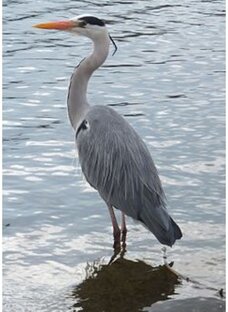 Всякое разное