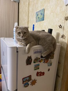 Охраняет холодильник 😸
