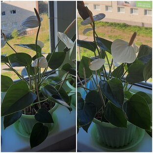 Уход за Антуриумом