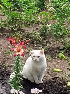 Лета ах лето 