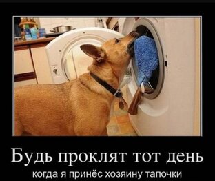 Юмор, приколы, веселые картинки 